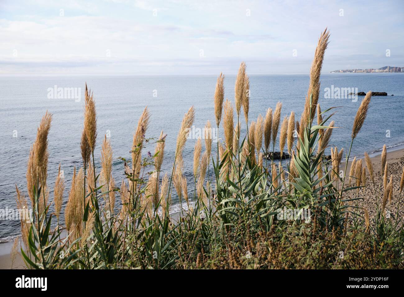 Canne giganti (Arundo Donax) sul lungomare sulla costa mediterranea di Benalmádena, provincia di Málaga, Spagna meridionale. Foto Stock