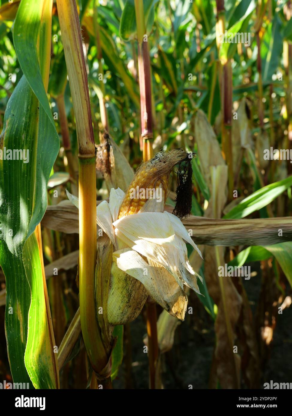 Il campo di mais si avvicina al raccolto. Sull'isola di Rügen, una quantità significativa di mais viene coltivata per la produzione di energia e di biogas. Foto Stock
