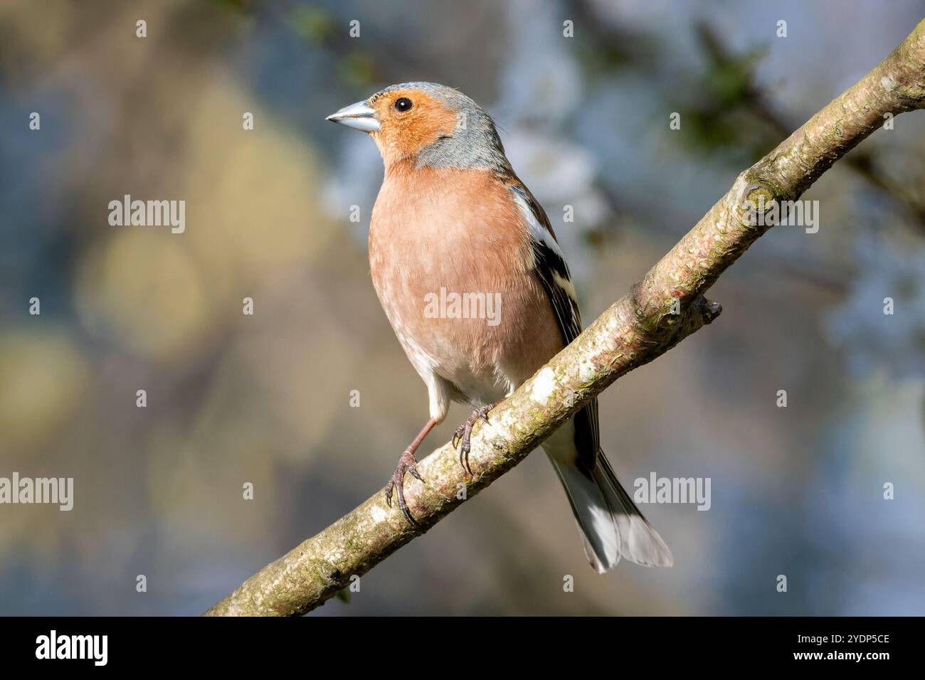 Maschio Chaffinch arroccato su un ramo a Woodland Foto Stock
