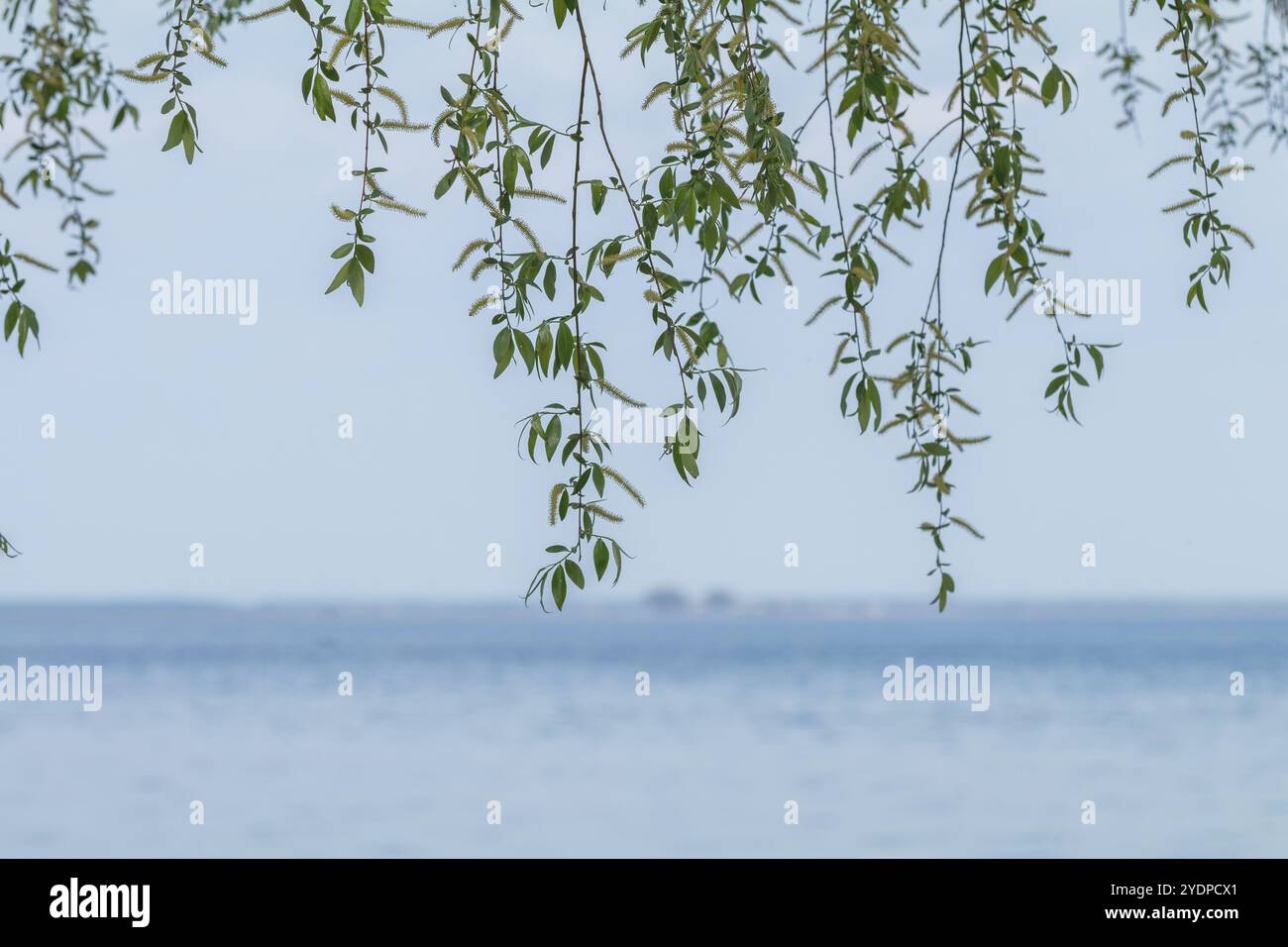 Delicati rami di salice piangenti con foglie verdi fresche sovrastano graziosamente un lago sereno in una giornata nebbiosa, creando una tranquilla scena naturale Foto Stock