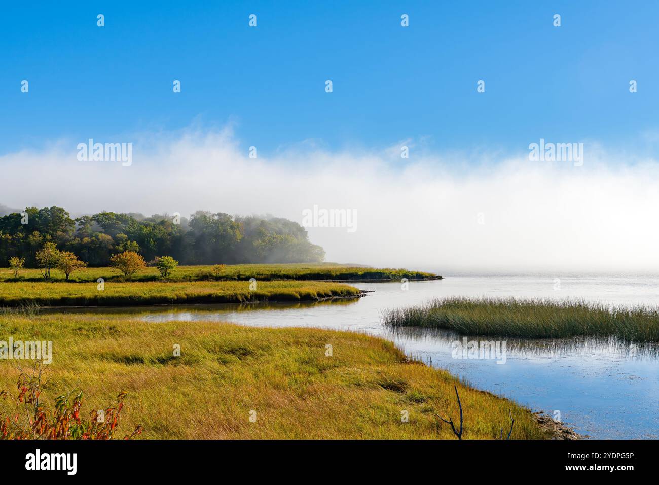 Una riva nebbia su un fiume in una giornata di sole. La nebbia forma un muro in lontananza. Cielo blu sopra, palude sotto. Foto Stock