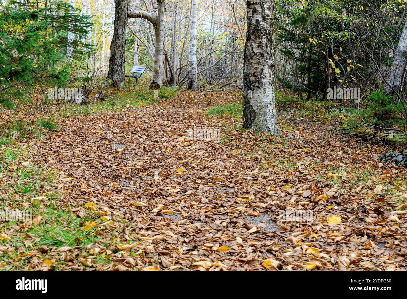 Un percorso coperto di foglie cadute in autunno. Il sentiero si snoda attraverso un parco boscoso, in lontananza c'è una panchina. Molti alberi. Foto Stock