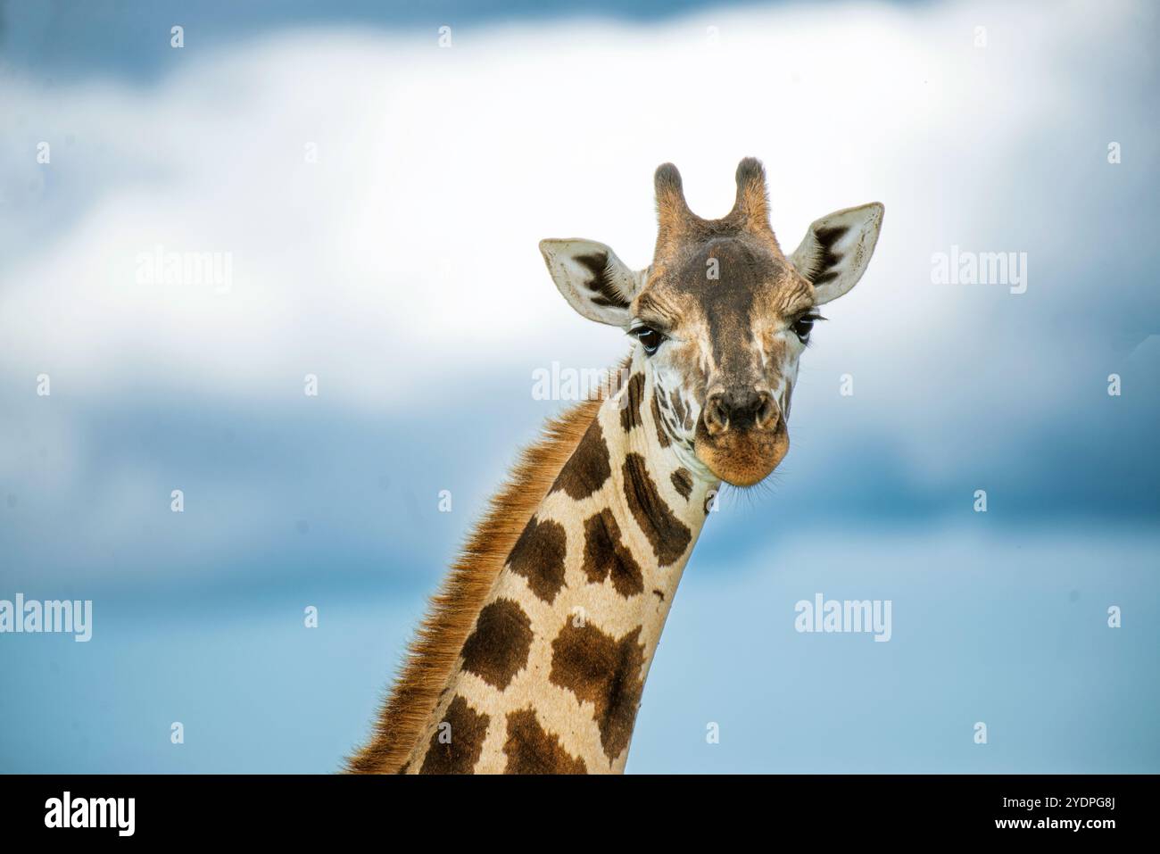 Ritratto di giraffa Rothschild nel Parco Nazionale delle Cascate Murchison - Uganda Foto Stock