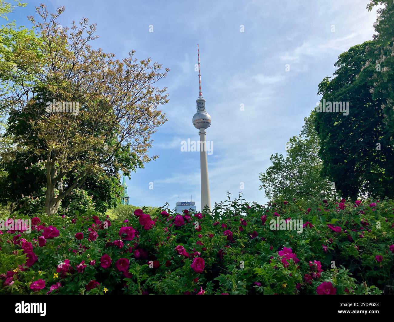 Guardando verso il Berliner Fernsehturm attraverso il verde vicino Alexanderplatz. Mitte, Berlino, Germania. 22 maggio 2023. - Immagine stock catturata con smartphone