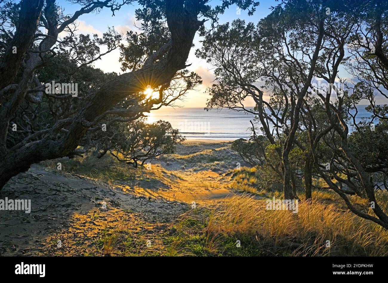 Alba attraverso gli alberi di Pohutukawa a Palmers Beach, grande isola Barriera, Porto di Waitemata, nuova Zelanda Foto Stock