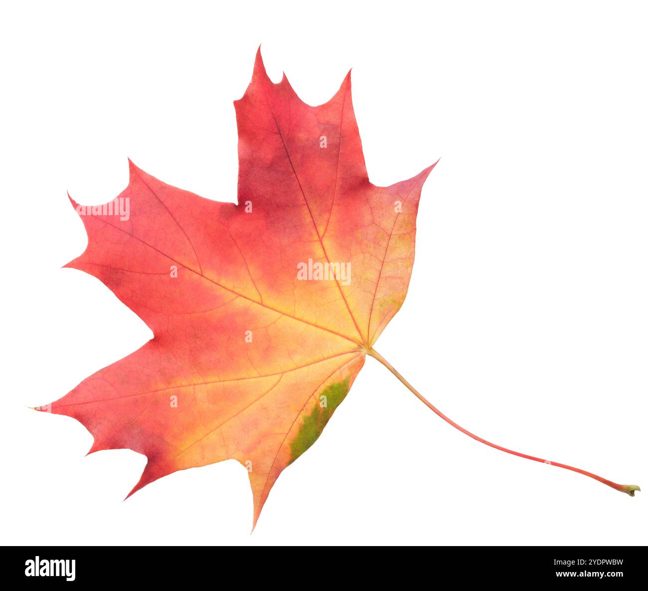Una foglia di un albero d'acero viene visualizzata a colori. La foglia è rossa e ha una tinta leggermente marrone. La lamella è posizionata su uno sfondo bianco, che m Foto Stock Una foglia di un albero d'acero viene visualizzata a colori. La foglia è rossa e ha una tinta leggermente marrone. La lamella è posizionata su uno sfondo bianco, che m Foto Stock