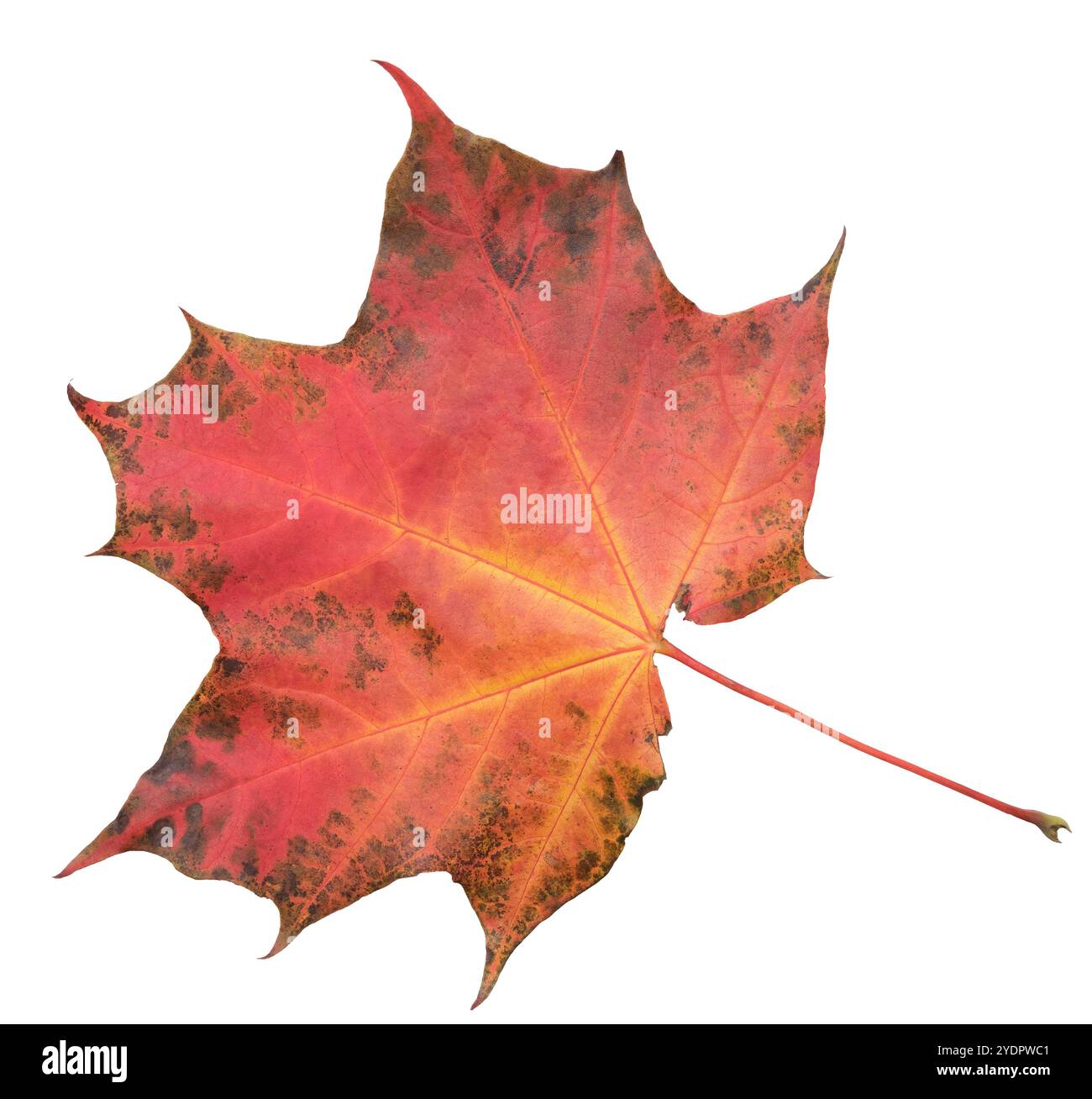 Una foglia di un albero d'acero viene visualizzata a colori. La foglia è rossa e ha una tinta leggermente marrone. La lamella è posizionata su uno sfondo bianco, che m Foto Stock Una foglia di un albero d'acero viene visualizzata a colori. La foglia è rossa e ha una tinta leggermente marrone. La lamella è posizionata su uno sfondo bianco, che m Foto Stock