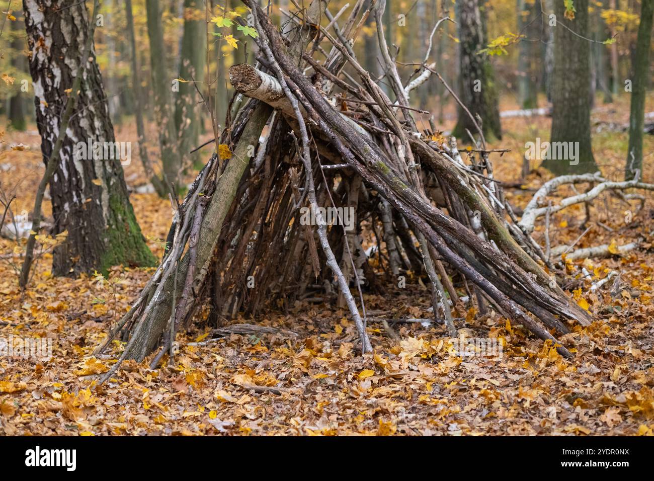 Rifugio rustico costituito da rami impilati nella foresta autunnale con foglie colorate cadute. Abilità di sopravvivenza, riparo nella natura e esplorazione della natura Foto Stock