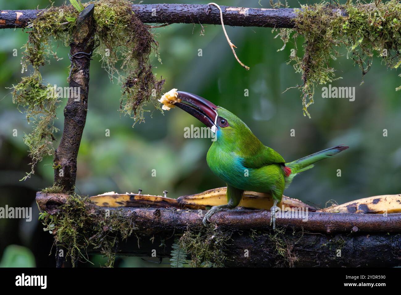 Toucanet di cremisi che mangia banane, con una grande fetta di frutta tenuta nel conto. A Mindo, in Ecuad Foto Stock