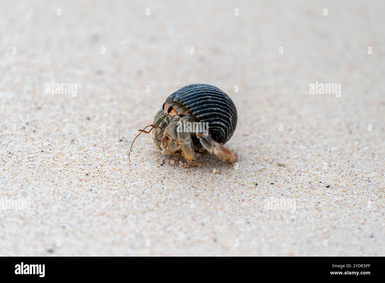 Adorabile granchio semi-terrestre delle galapagos che cammina lungo una spiaggia sabbiosa delle Galapagos a sinistra Foto Stock