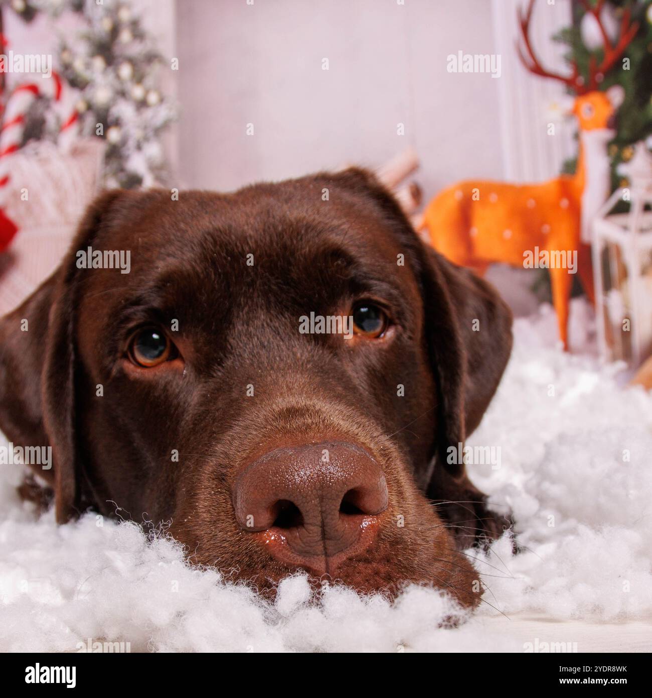 Sessione fotografica di Natale sul cane Labrador al cioccolato in uno studio professionale Foto Stock