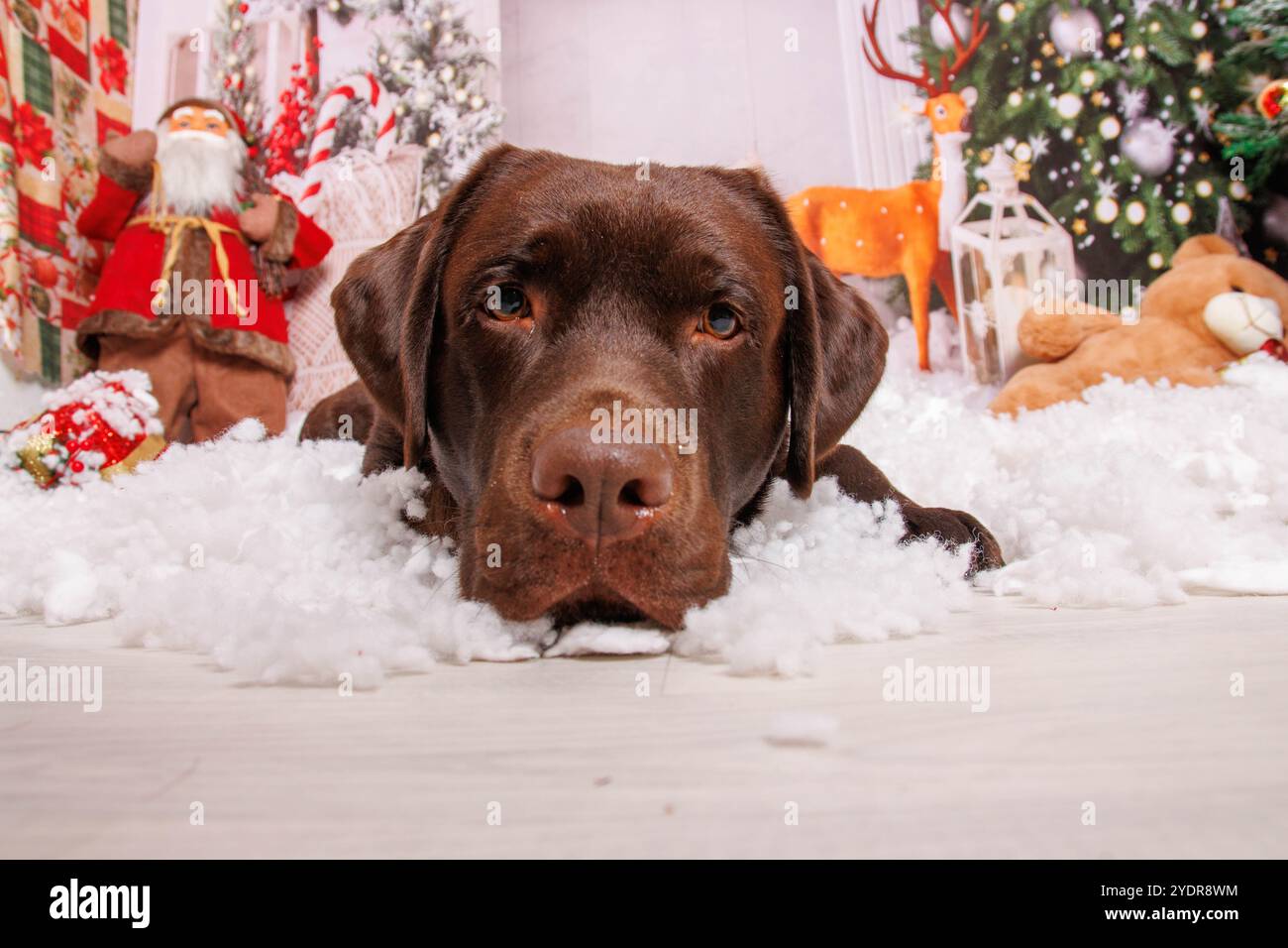 Sessione fotografica di Natale sul cane Labrador al cioccolato in uno studio professionale Foto Stock