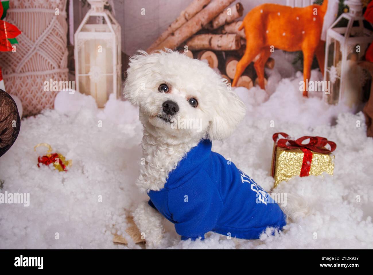 Sessione fotografica di Natale sul cane maltese in uno studio professionale Foto Stock