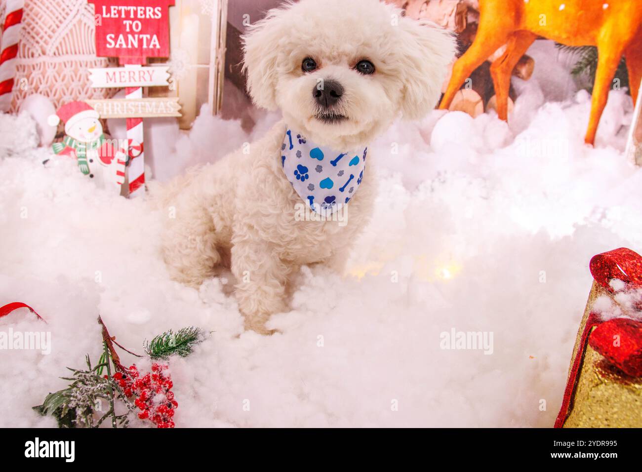 Sessione fotografica di Natale sul cane maltese in uno studio professionale Foto Stock