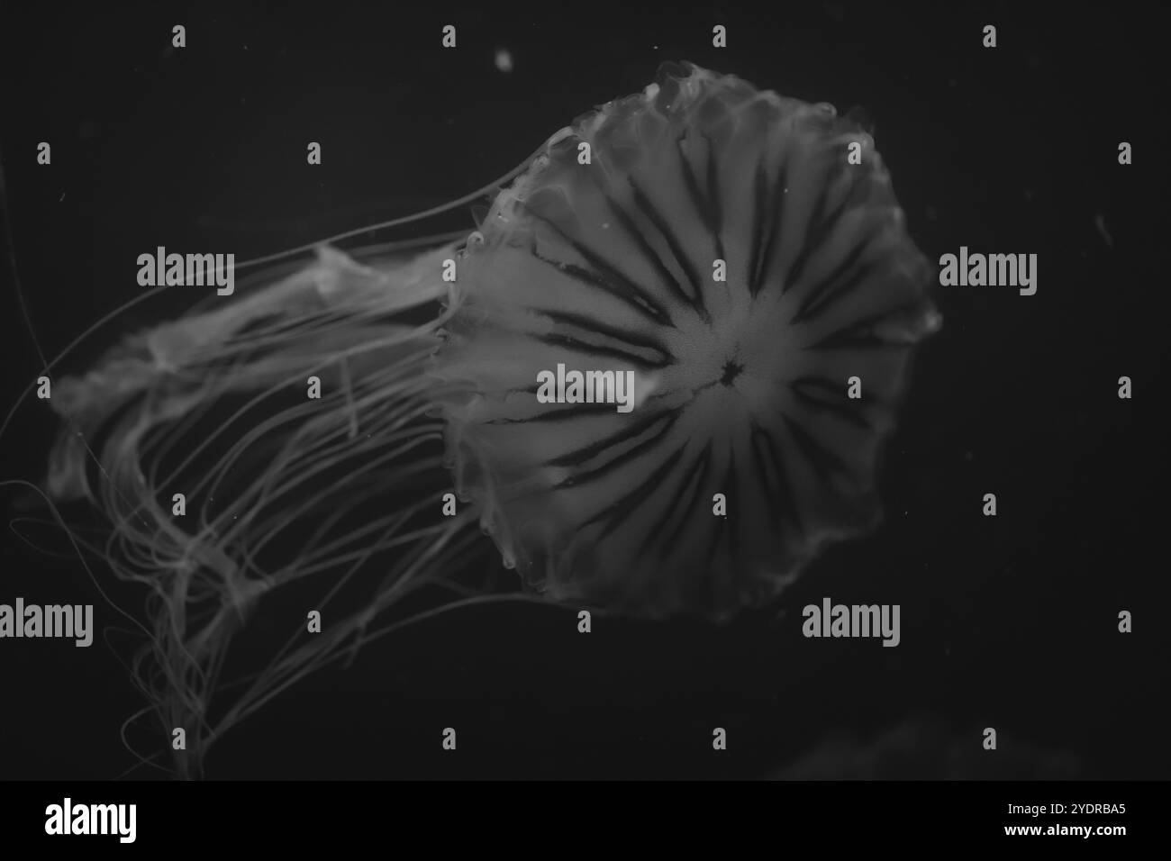 Le meduse sono creature marine ipnotiche con corpi a forma di campana e tentacoli trainanti. Si spostano attraverso l'oceano, usando cellule pungenti per captu Foto Stock