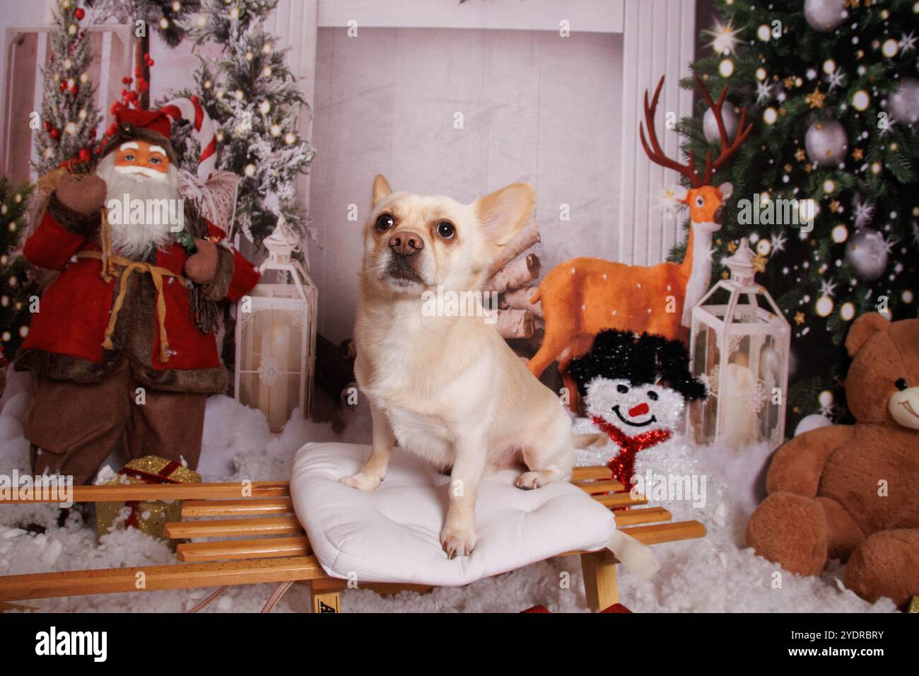 Splendida sessione fotografica di Natale sul cane Chihuahua in uno studio professionale Foto Stock