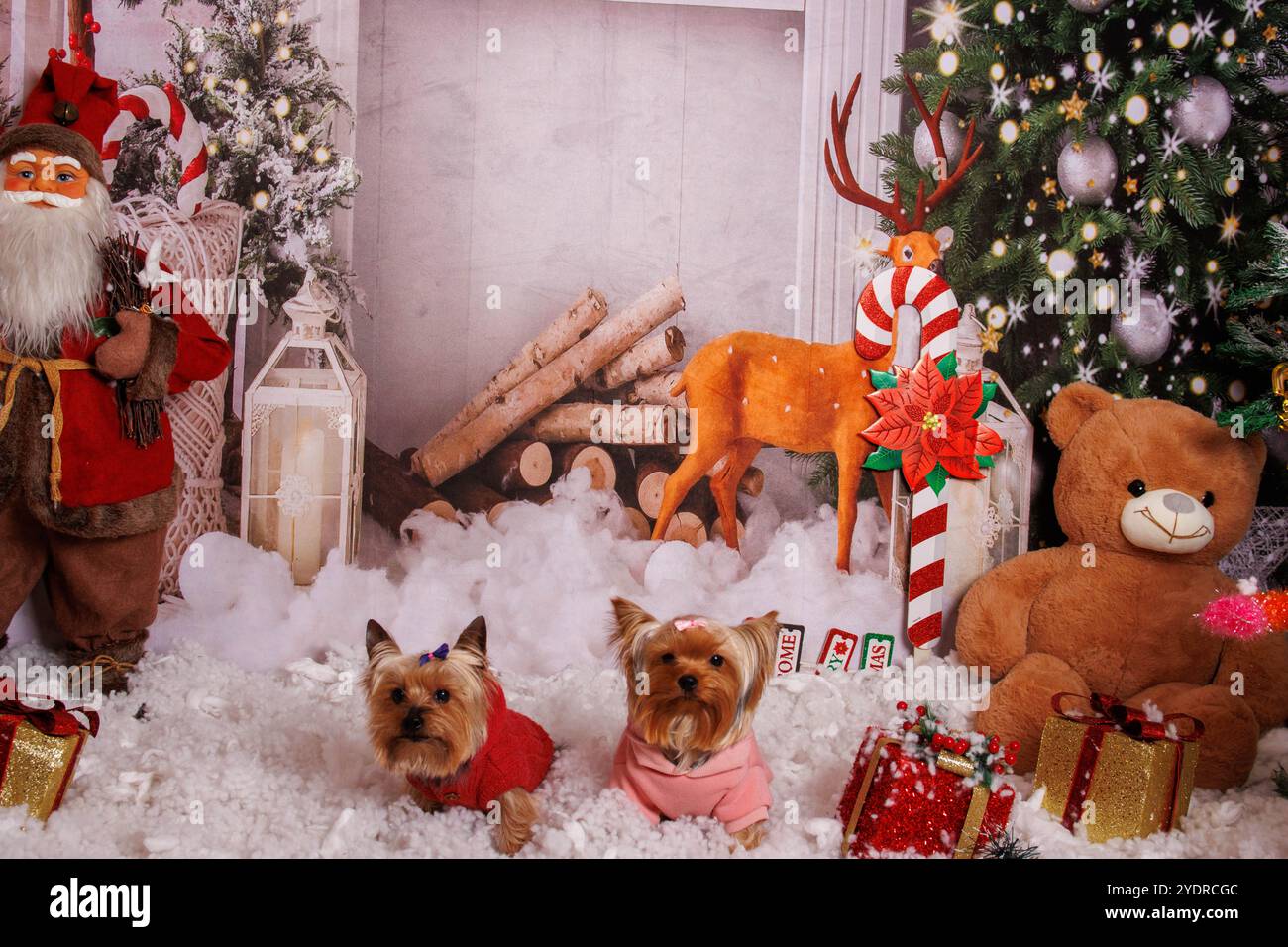 Yorkshire terrier dog, servizio fotografico di Natale in un'atmosfera accogliente Foto Stock