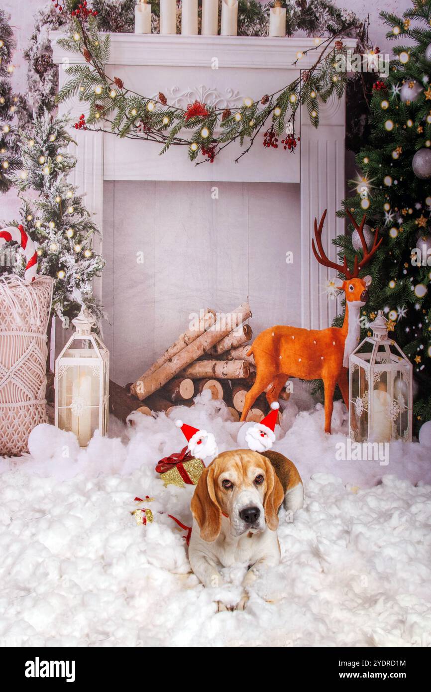 Beagle Dog, servizio fotografico di Natale in un'atmosfera accogliente Foto Stock