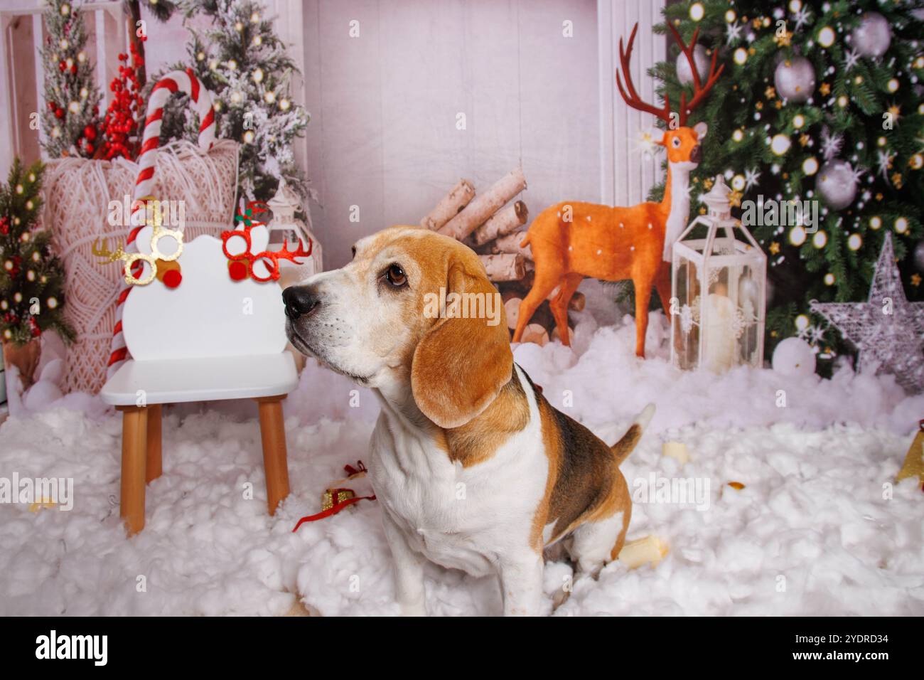 Beagle Dog, servizio fotografico di Natale in un'atmosfera accogliente Foto Stock