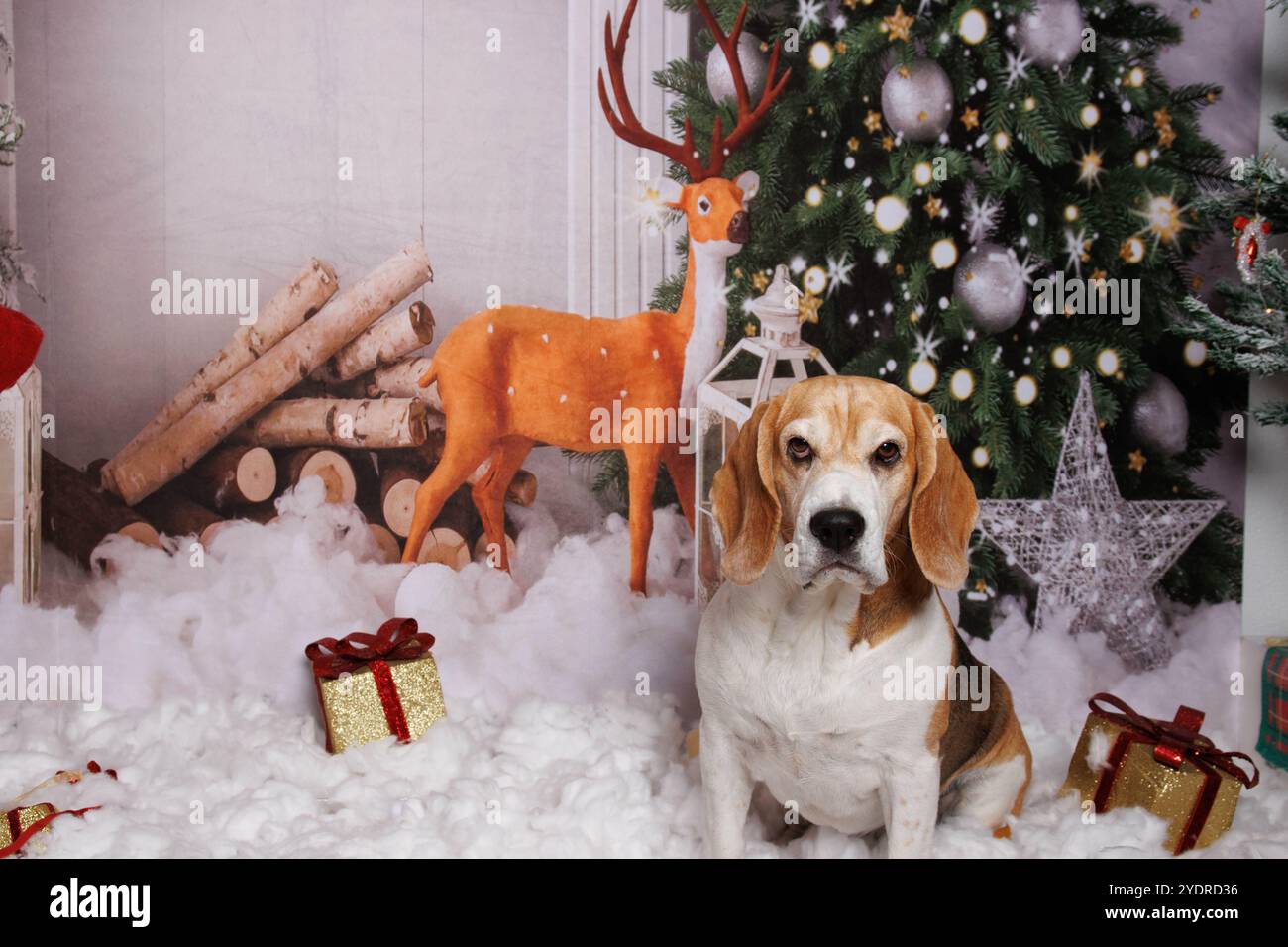 Beagle Dog, servizio fotografico di Natale in un'atmosfera accogliente Foto Stock