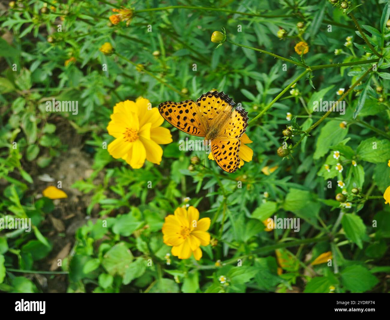 una farfalla gialla con punti neri vola su fiori gialli nella prateria Foto Stock