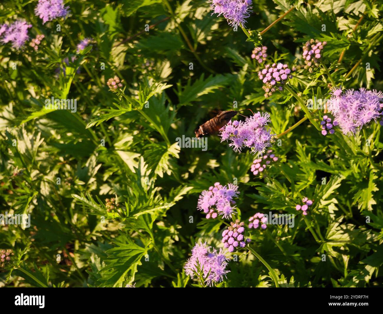 un piccolo colibrì falco-falena prende il miele dal fiore viola nel bush nel soleggiato pomeriggio Foto Stock