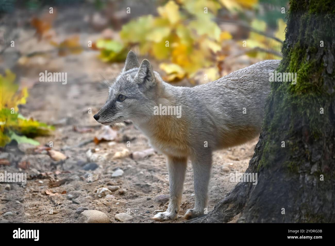 Profilo laterale di una volpe corsaica nel suo habitat naturale, con un tronco di albero nelle vicinanze. La pelliccia della volpe presenta un mix di tonalità grigie e rossastre, highli Foto Stock