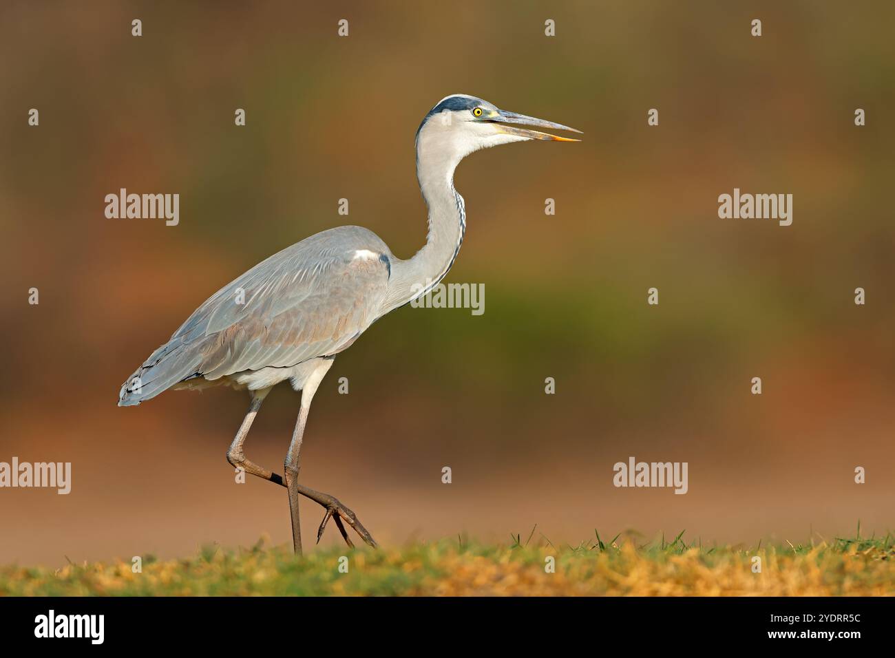 Un airone grigio (Ardea cinerea) in habitat naturale, Parco Nazionale del Chobe, Botswana Foto Stock