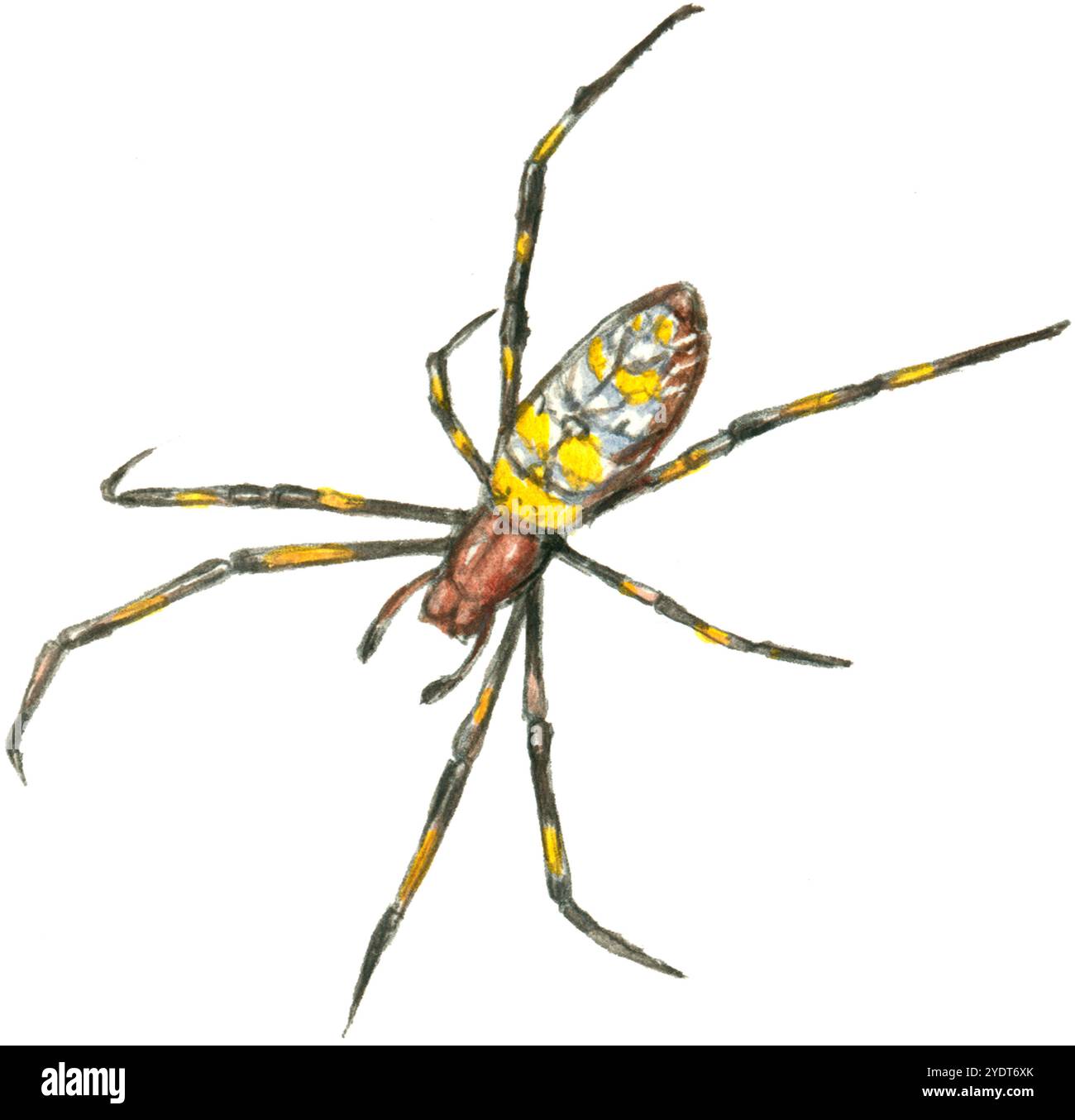 Jorogumo Spider Foto Stock