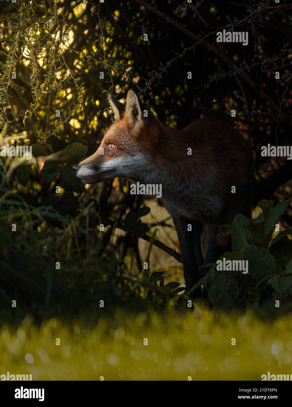 Una volpe rossa selvaggia (Vulpes vulpes) guarda fuori dal sottobosco, il Warwickshire Foto Stock