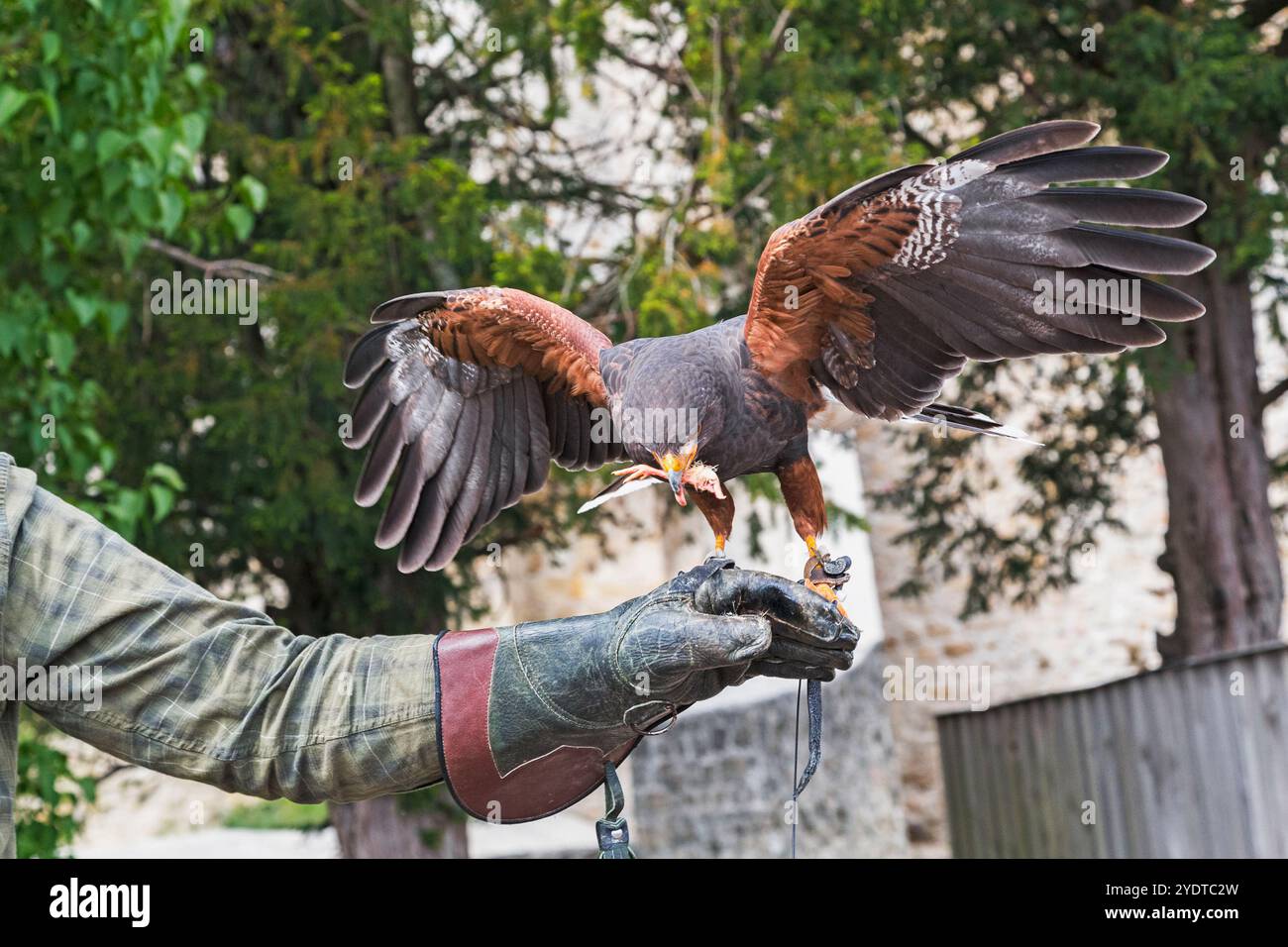 LEOBENDORF, AUSTRIA - 11 MAGGIO 2019: Questo è un rapace addomesticato che siede sulla mano dell'addestratore. Foto Stock