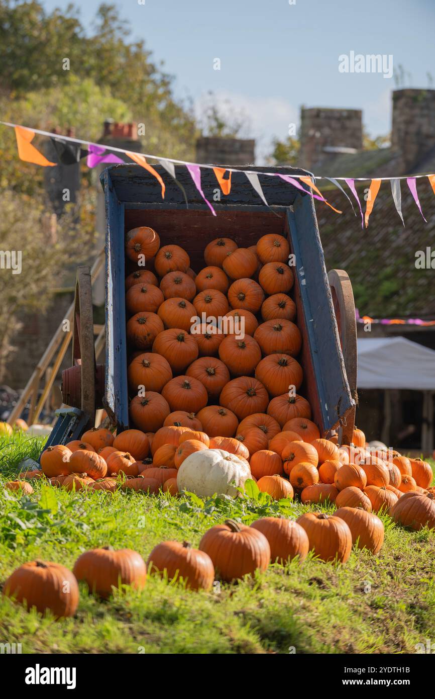 Zucche esposte in una fattoria in preparazione per Halloween Foto Stock