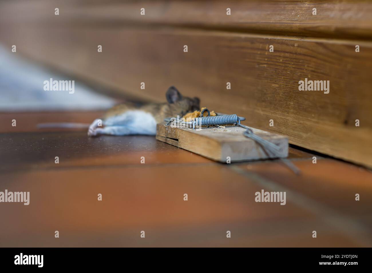 Trappola per topi Foto Stock