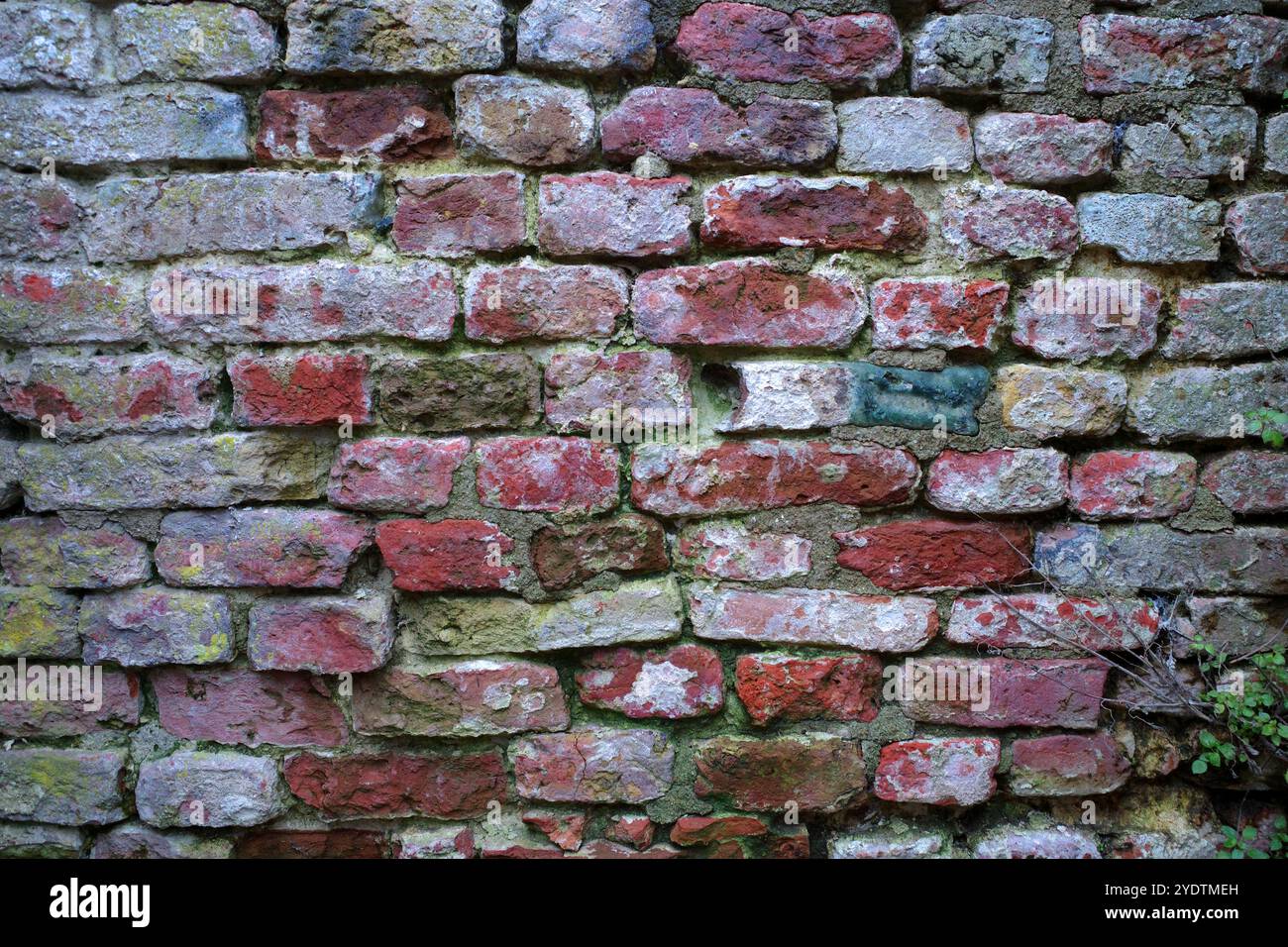 Mura rustiche molto vecchie con mattoni rossi e resti di vernice bianca. Una pianta cresce tra le articolazioni Foto Stock