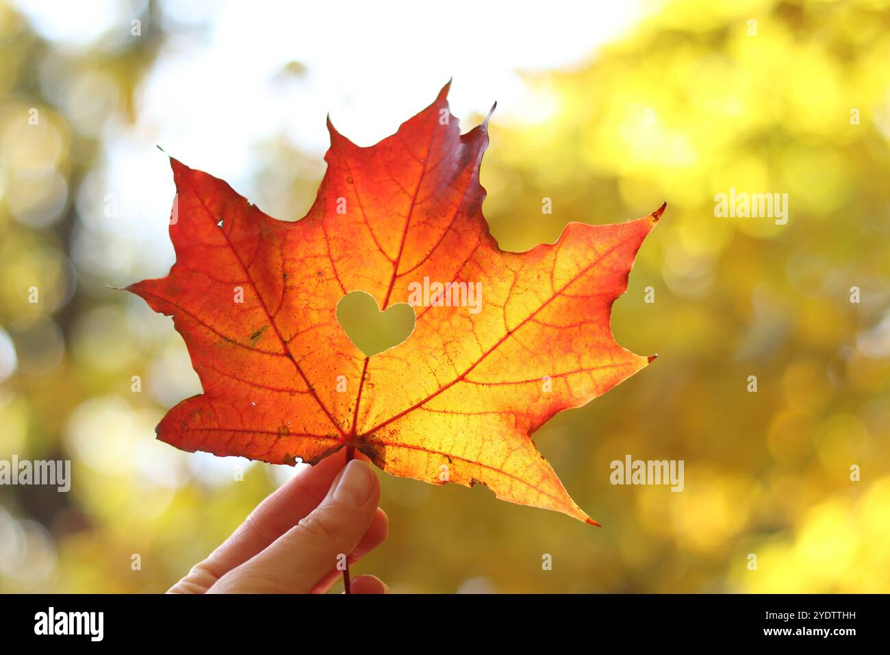 Foglia d'acero rosso con foro a forma di cuore, primo piano. Foglie d'autunno. Mano femminile che regge una bella foglia autunnale luminosa su una schiena naturale sfocata Foto Stock