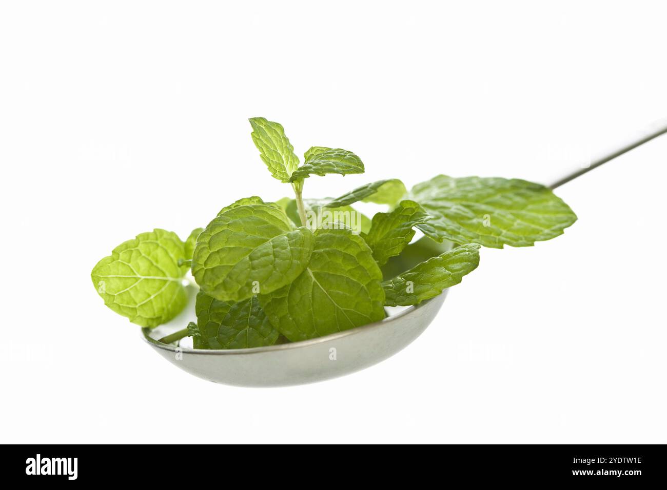 Menta verde Foto Stock