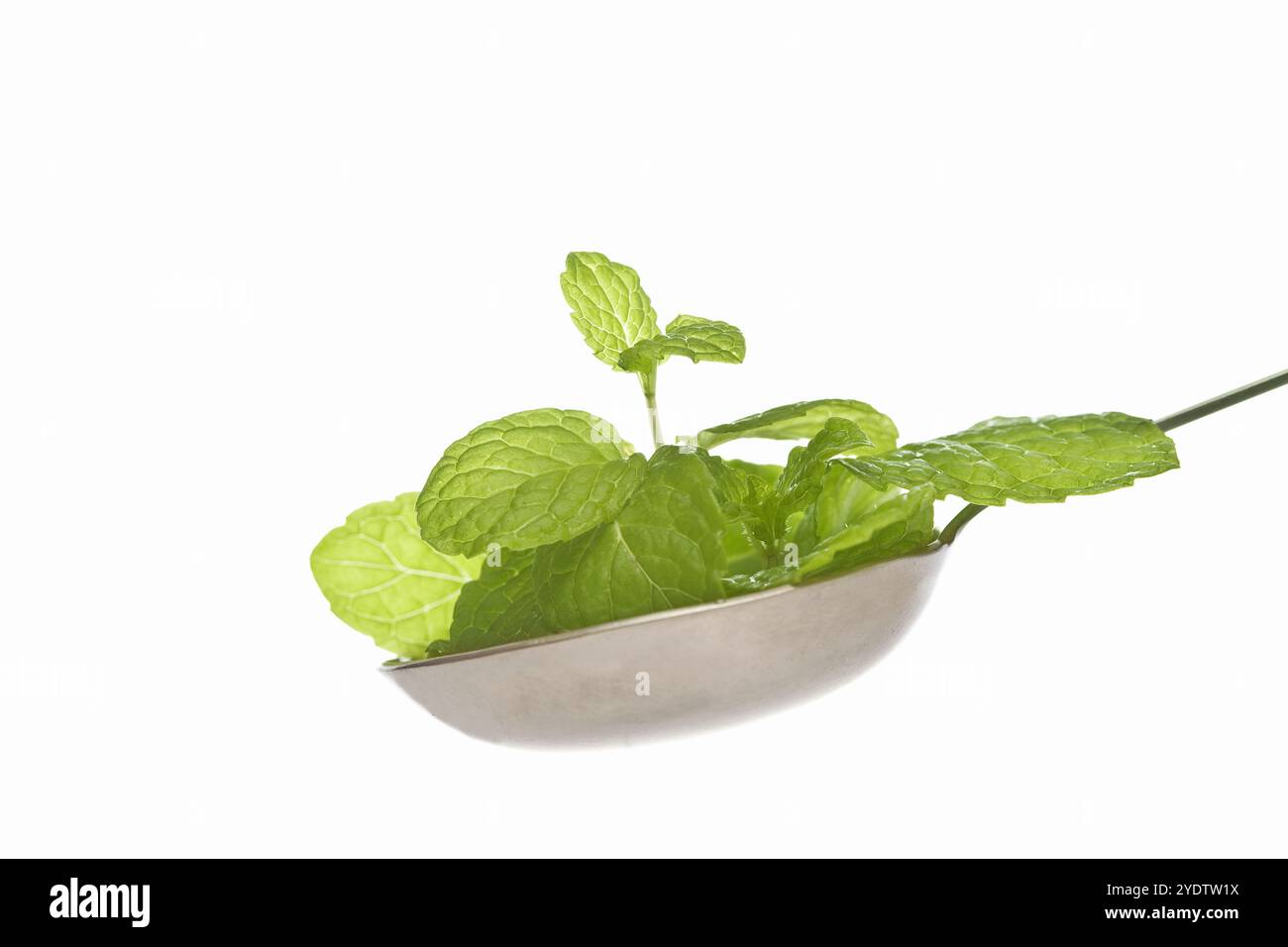 Menta verde Foto Stock