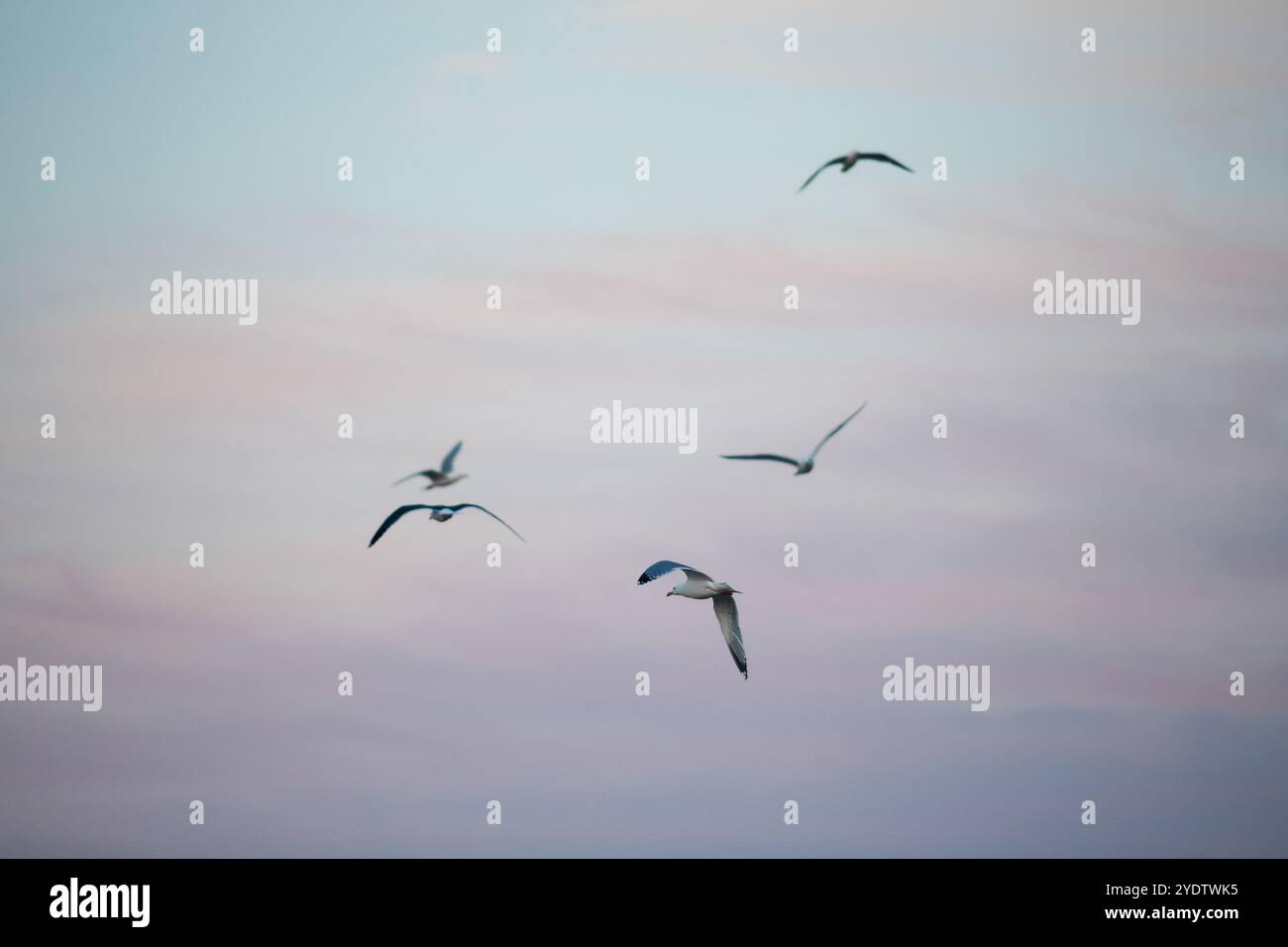 Gruppo di uccelli che volano nel colorato cielo del tramonto. Uccelli nel cielo. Foto Stock