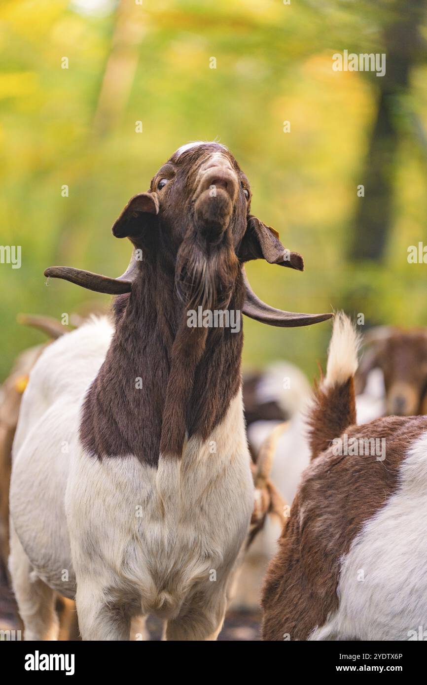 Capra con testa rialzata in un progetto di bonifica forestale, pascolo forestale, compensazione per Hermann Hessebahn, Gechingen, Foresta Nera, Germania, Europa Foto Stock