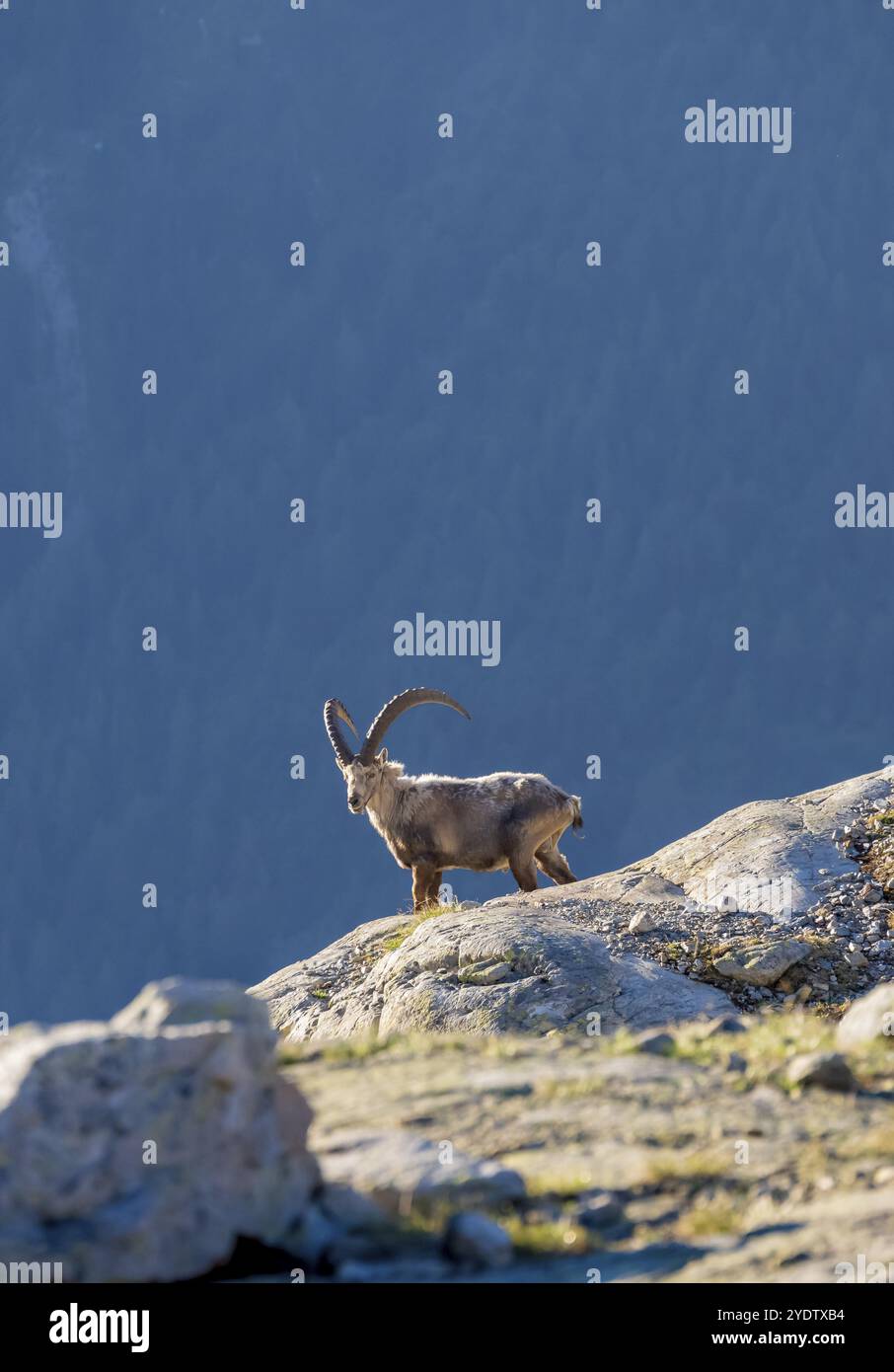 Stambecco alpino (Capra ibex), maschio adulto, alla luce del mattino, massiccio del Monte bianco, Chamonix, Francia, Europa Foto Stock