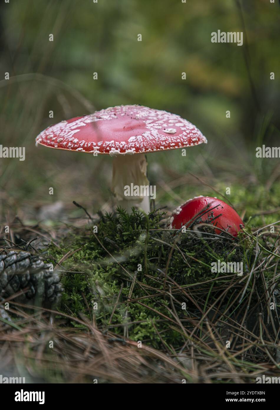 Due sgabelli nella foresta, circondati da muschio e aghi Foto Stock