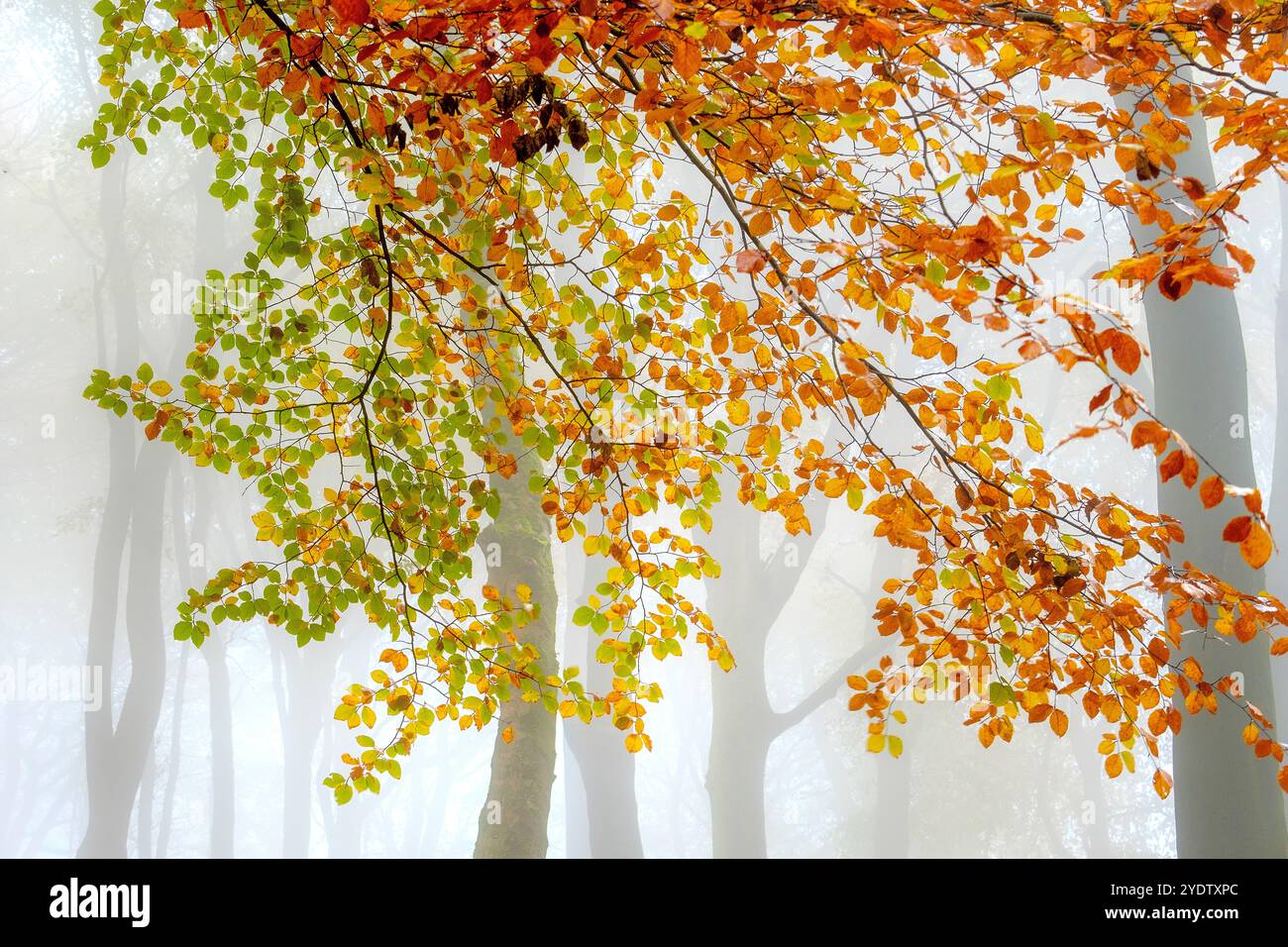 Un bosco autunnale nebbioso e suggestivo nel Peak District vicino a Buxton, Derbyshire, Regno Unito Foto Stock