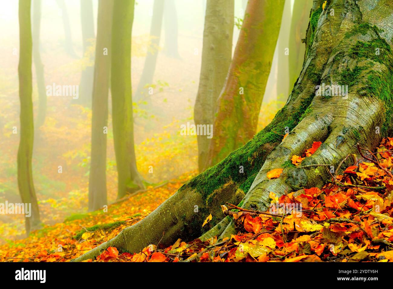 Un bosco autunnale nebbioso e suggestivo nel Peak District vicino a Buxton, Derbyshire, Regno Unito Foto Stock