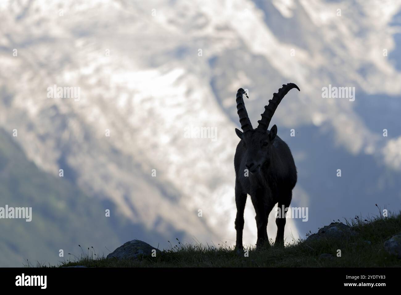 Stambecco alpino (Capra ibex), uomo adulto, silhouette davanti al ghiacciaio, massiccio del Monte bianco, Chamonix, Francia, Europa Foto Stock