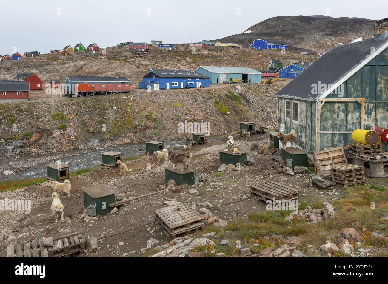 Case colorate in un paesaggio artico con cani da slitta accanto a canili, insediamento Inuit Ittoqortoormiit, Scoresbysund o Scoresby Sund o Greenl Foto Stock