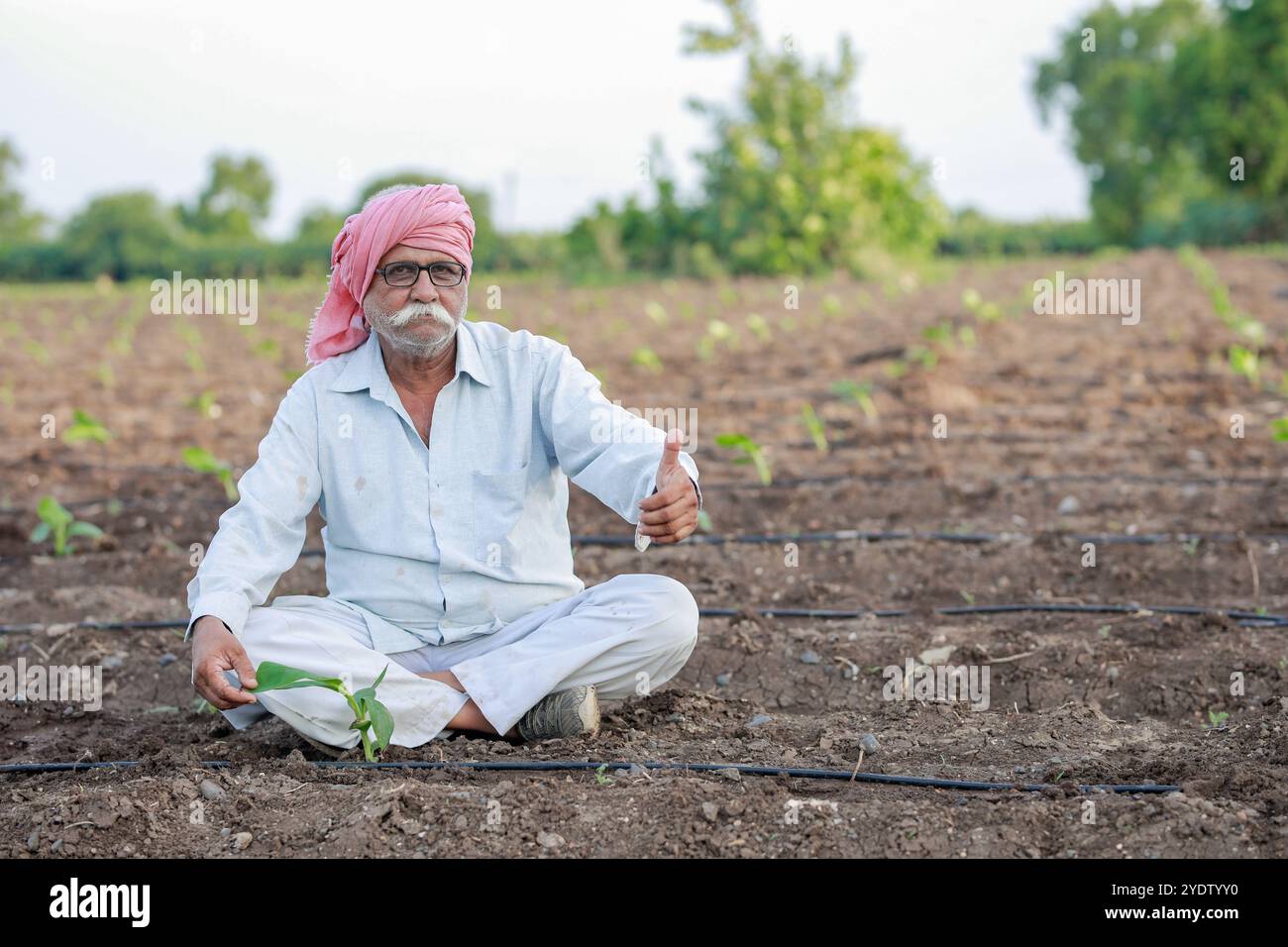 Vecchio agricoltore indiano, albero di banana bambino, cultura tissutale, vecchio agricoltore intelligente Foto Stock