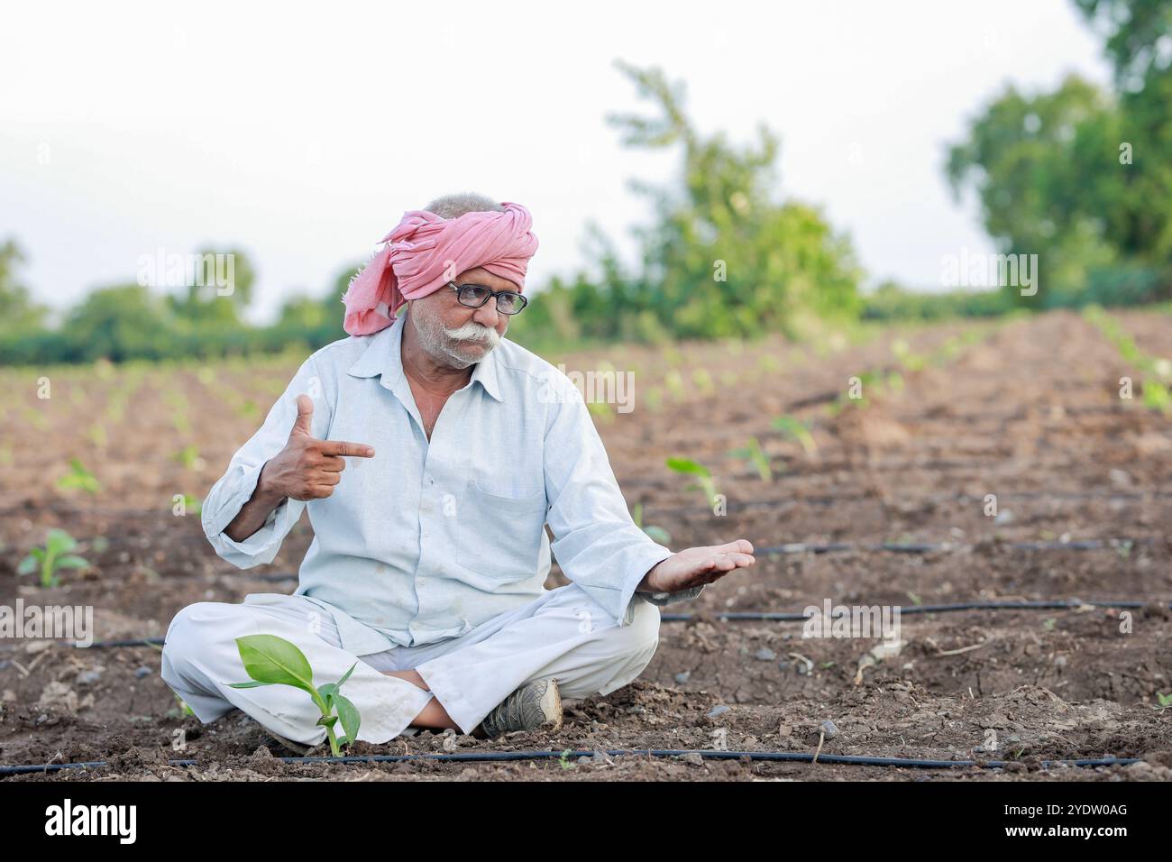 Vecchio agricoltore indiano, albero di banana bambino, cultura tissutale, vecchio agricoltore intelligente Foto Stock