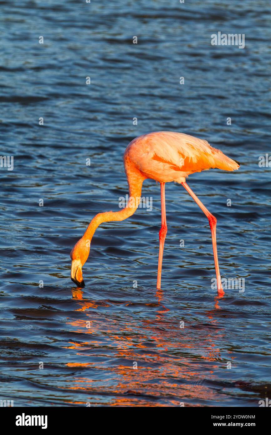 Grande fenicottero (Phoenicopterus ruber) che cerca piccoli gamberi rosa nella laguna di acqua salata delle Isole Galapagos, UNESCO, Ecuador Foto Stock