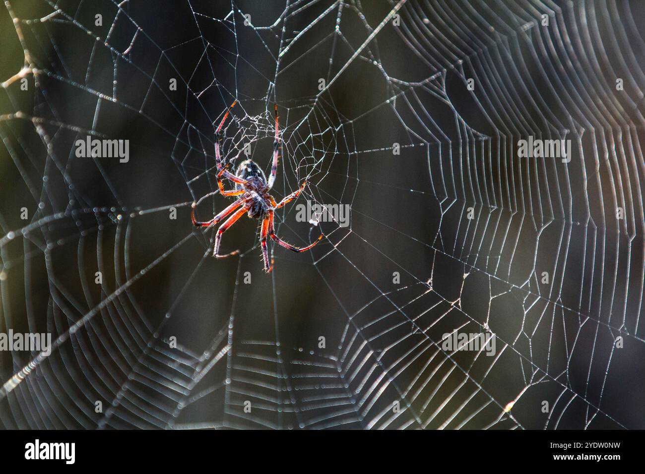 Foto macro di un ragno (ordine Araneae) nell'arcipelago delle Galapagos, sito patrimonio dell'umanità dell'UNESCO, Ecuador, Sud America Foto Stock