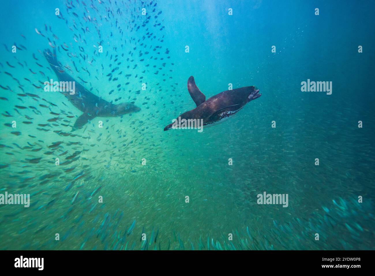 Pinguino delle Galapagos (Spheniscus mendiculus) che si nutre sott'acqua di piccoli pesci baitardi nelle Isole Galapagos, sito patrimonio dell'umanità dell'UNESCO, Ecuador Foto Stock